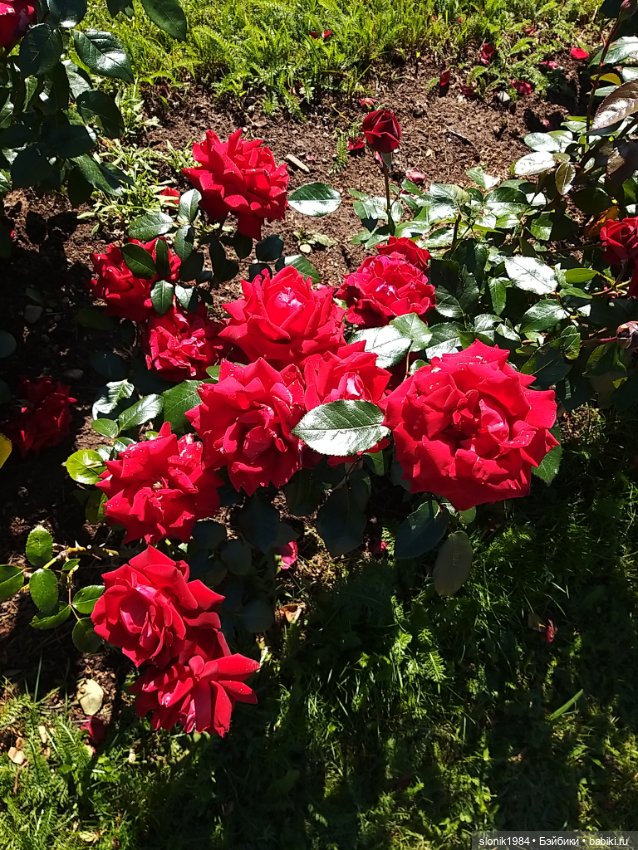 Мишкино лето — Разные шарнирные куклы (не БЖД): редкие