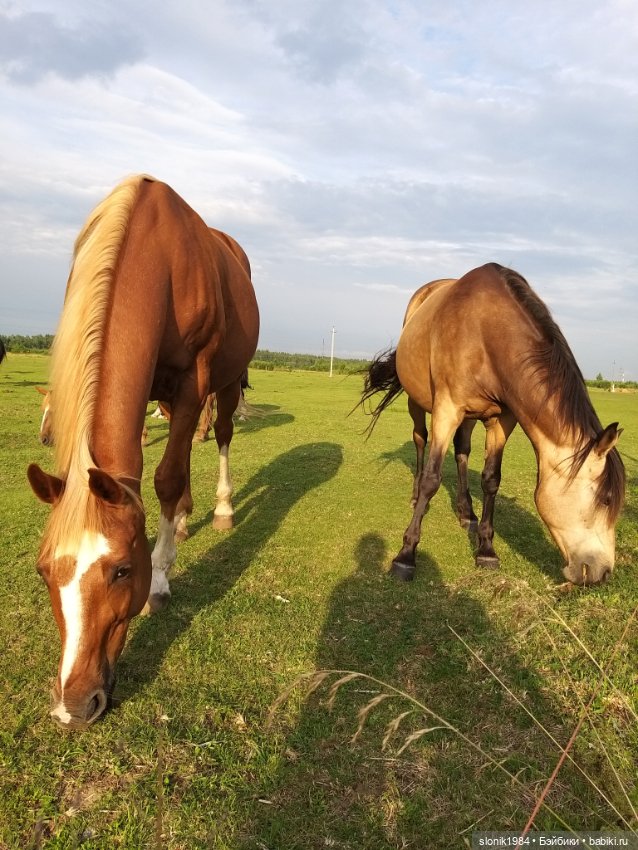 Мишкино лето — Разные шарнирные куклы (не БЖД): редкие (фото 4)
