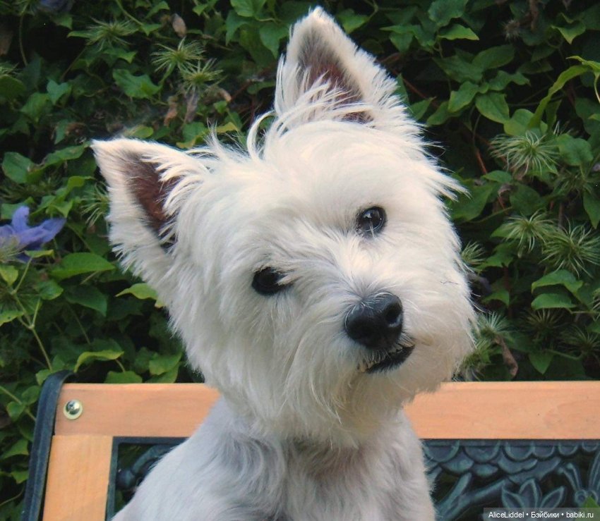 А вот и Мэгги — Куклы LeeAnn (Denis Bastien) и Marianna Oldenburg: винил