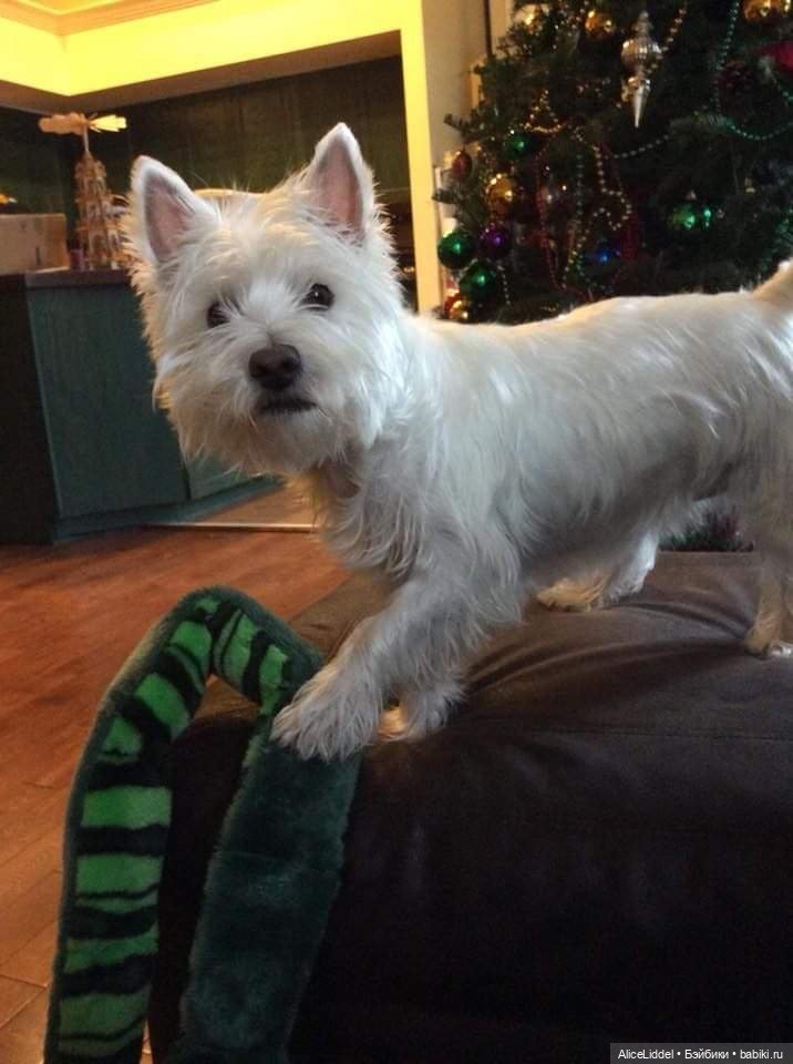 А вот и Мэгги — Куклы LeeAnn (Denis Bastien) и Marianna Oldenburg: винил