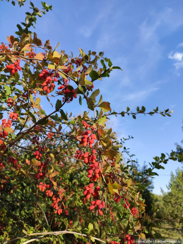 А вот и Мэгги — Куклы LeeAnn (Denis Bastien) и Marianna Oldenburg: винил (фото 7)