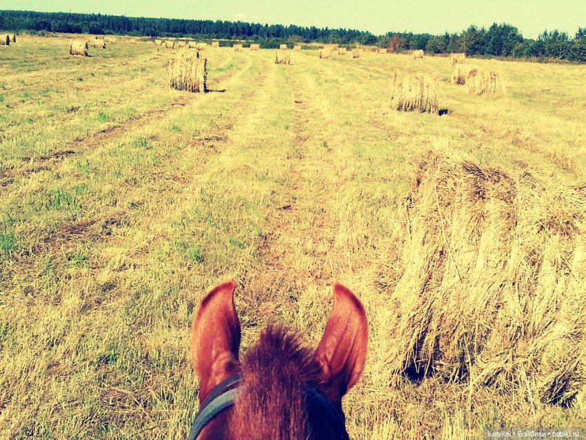 День Лошади — Коллекционные игрушки и фигурки: Lego