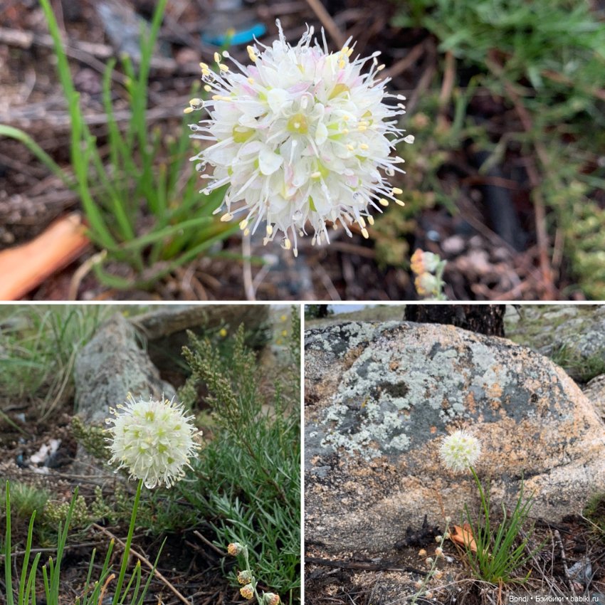 Озеро Байкал. Сахюрта — Туризм и путешествия: фотоотчеты из поездок