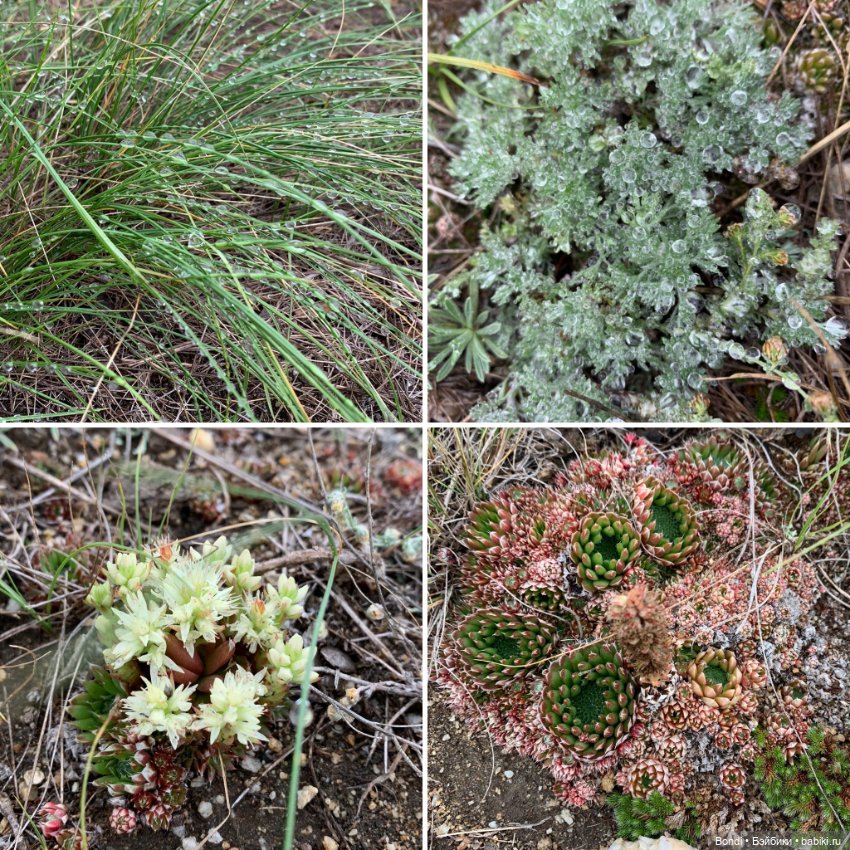 Озеро Байкал. Сахюрта — Туризм и путешествия: фотоотчеты из поездок