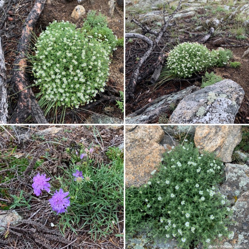 Озеро Байкал. Сахюрта — Туризм и путешествия: фотоотчеты из поездок