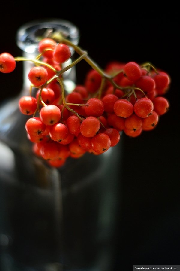 Костры рябин — Красивая природа и цветы: фото пейзажей (фото 2)