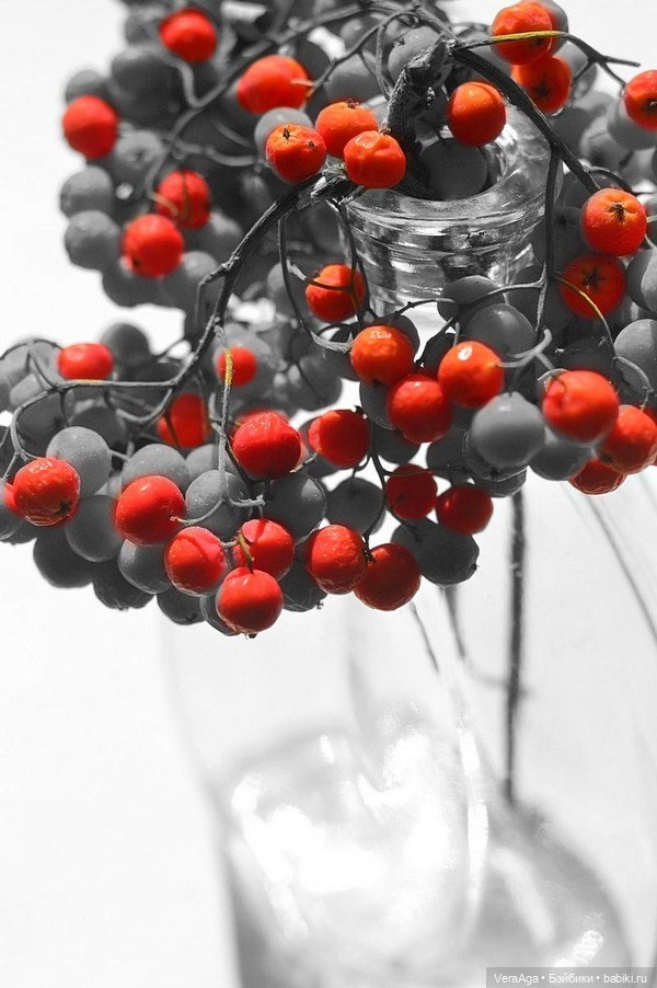 Костры рябин — Красивая природа и цветы: фото пейзажей (фото 4)