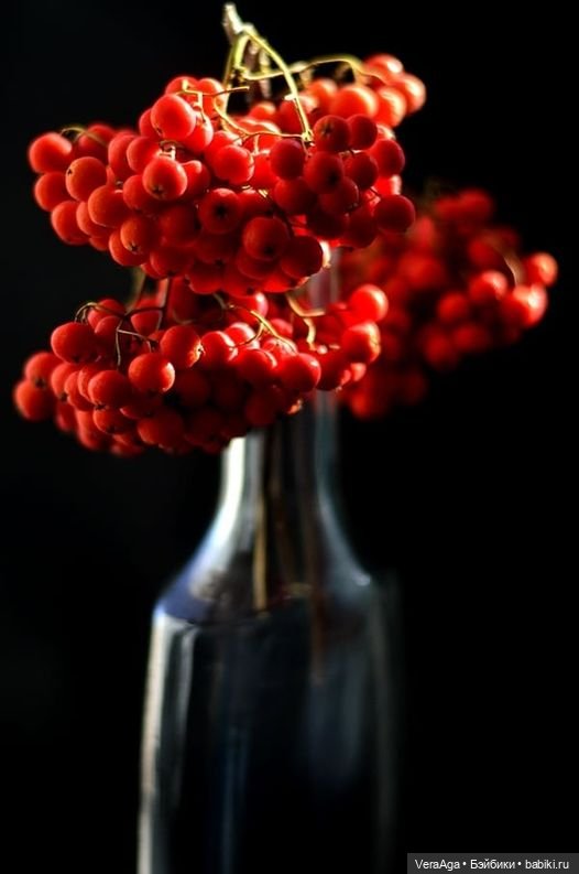 Костры рябин — Красивая природа и цветы: фото пейзажей (фото 7)