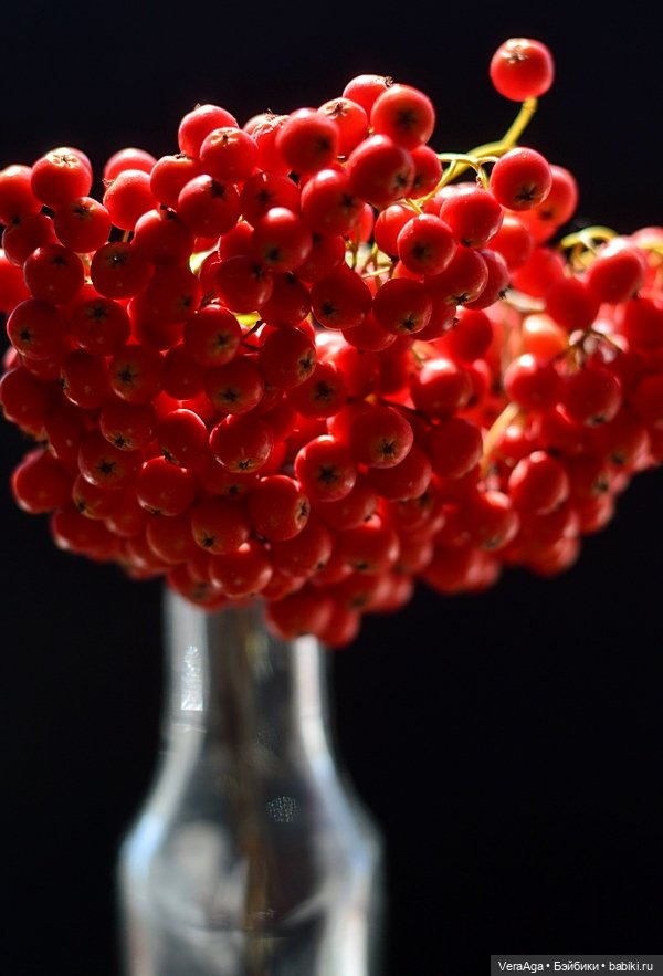 Костры рябин — Красивая природа и цветы: фото пейзажей