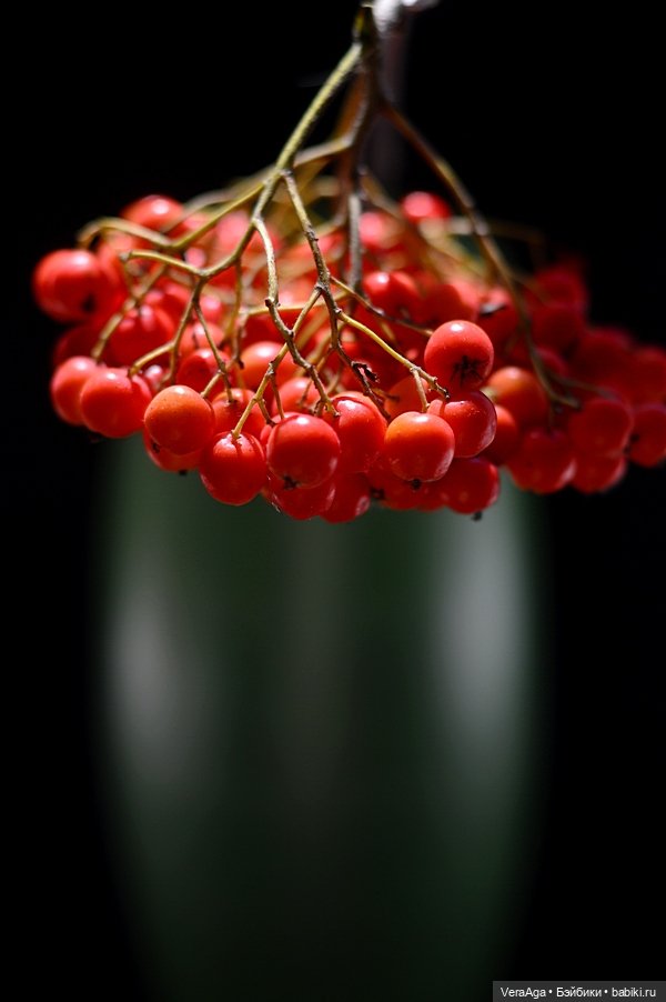 Костры рябин — Красивая природа и цветы: фото пейзажей (фото 3)