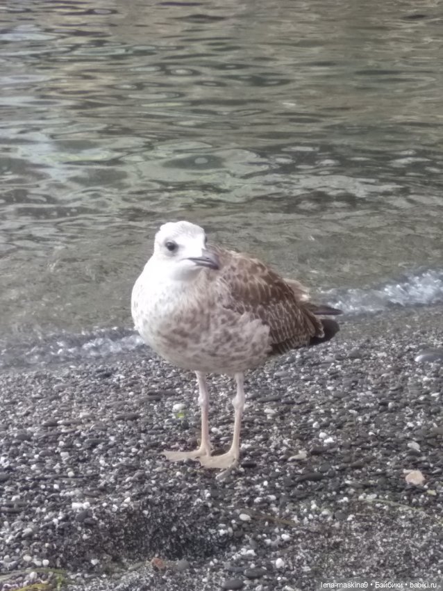 Крым-Судак и малышки Келли