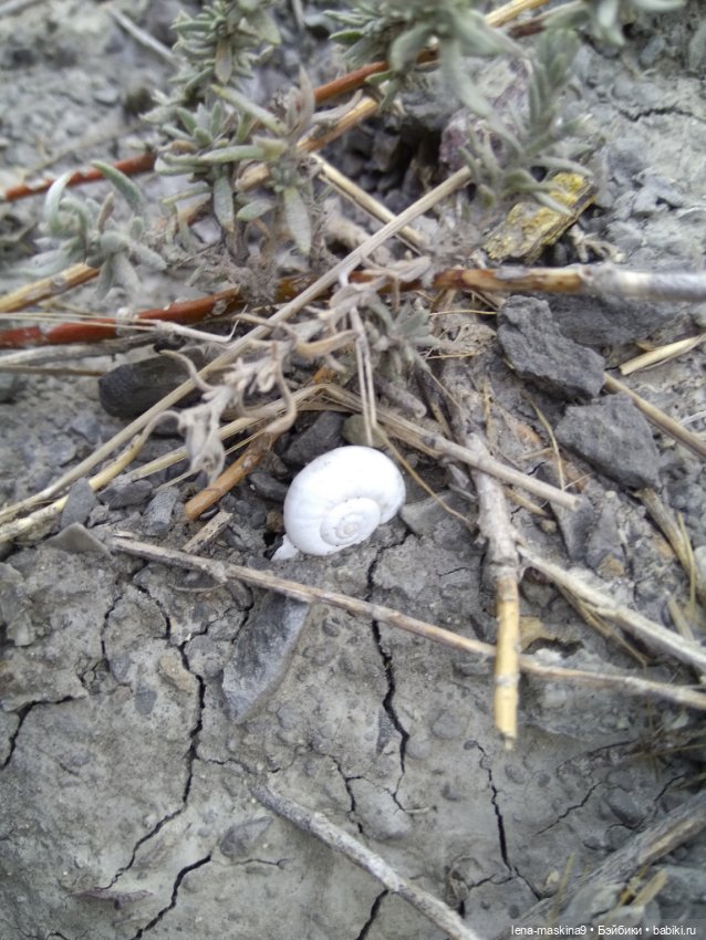 Крым-Судак и малышки Келли (фото 10)