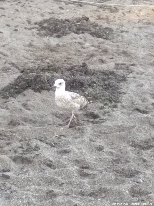 Крым-Судак и малышки Келли