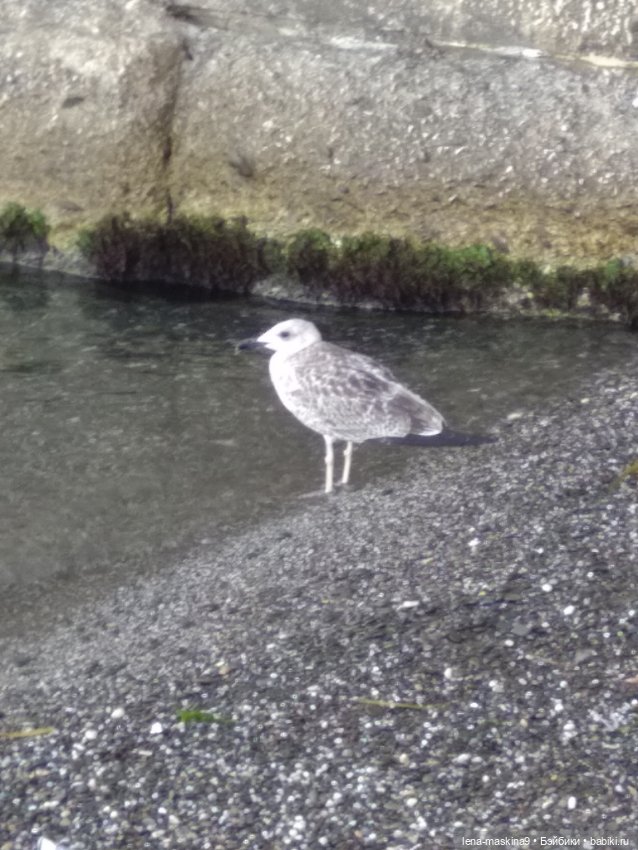 Крым-Судак и малышки Келли