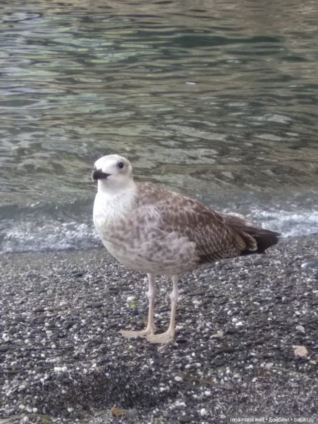 Крым-Судак и малышки Келли