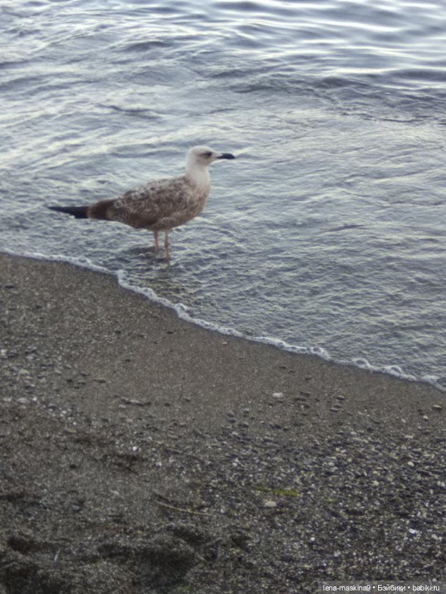 Крым-Судак и малышки Келли