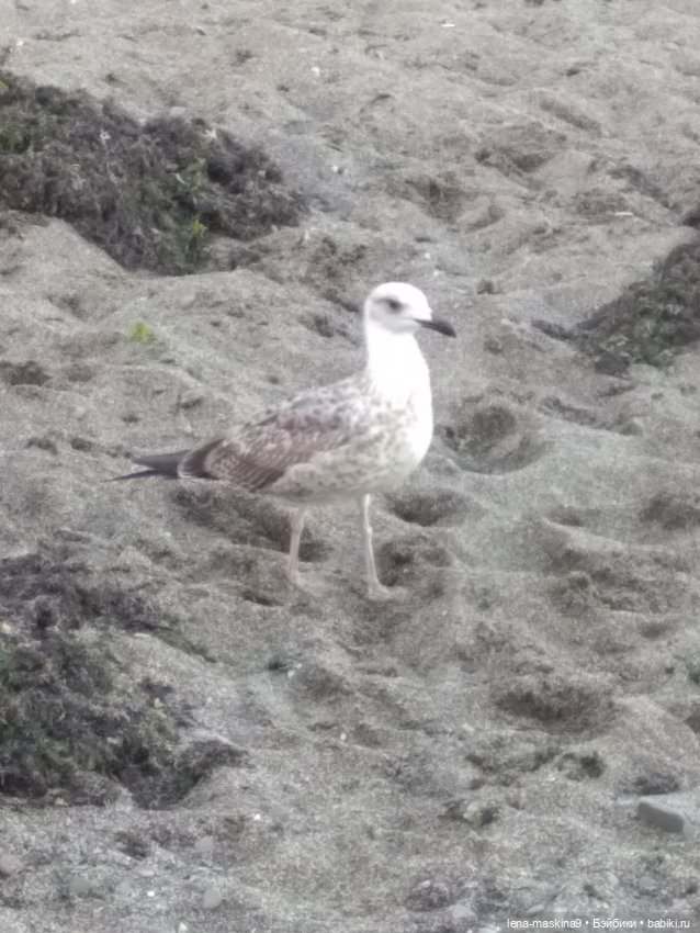 Крым-Судак и малышки Келли