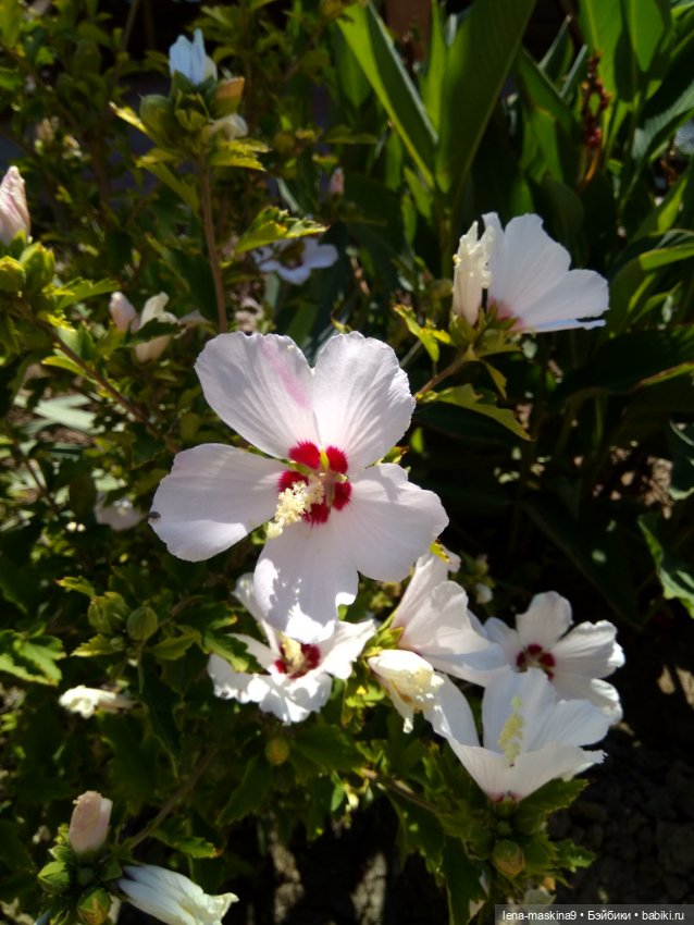 Крым- Новый Свет и малышки Келли