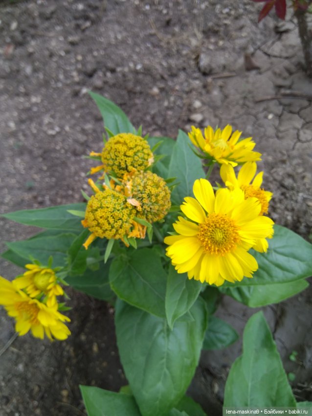 Подарок - кукла от любимого мужа