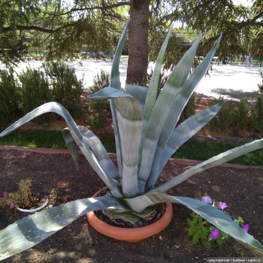 Подарок - кукла от любимого мужа (фото 5)