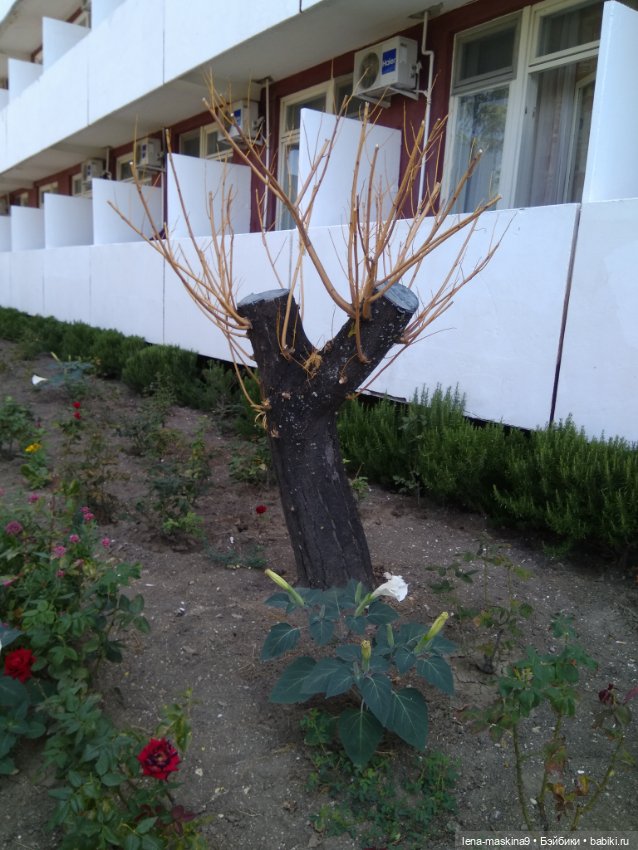 Подарок - кукла от любимого мужа