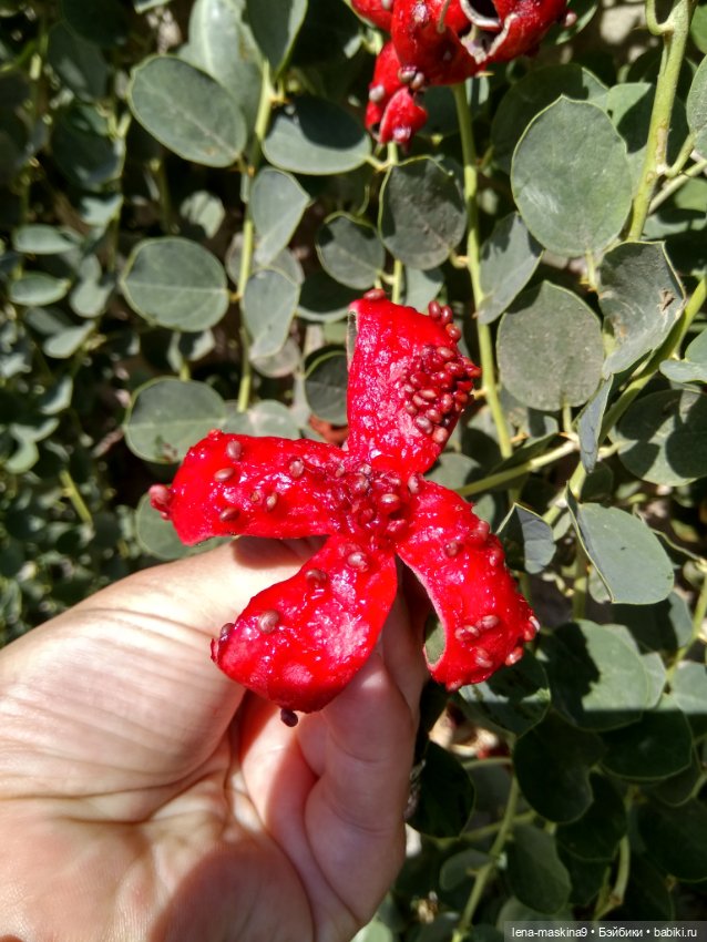 Подарок - кукла от любимого мужа