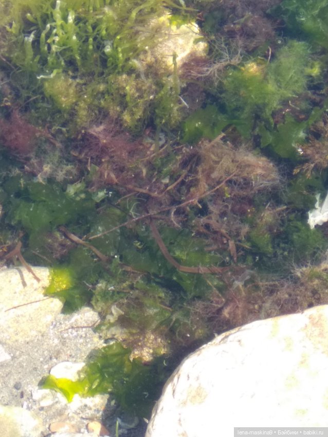 Феодосия, море, лето, куколки Келли