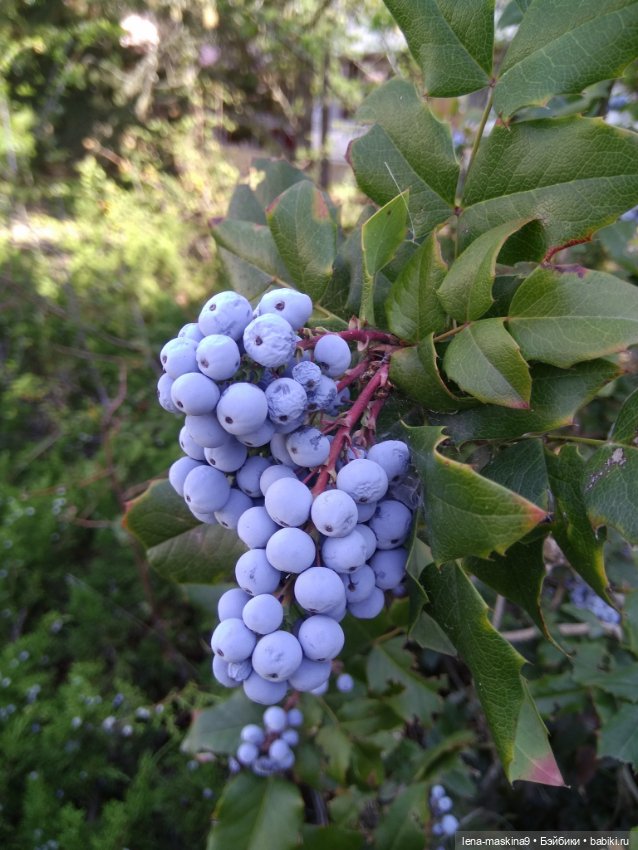 Подарок - кукла от любимого мужа (фото 9)