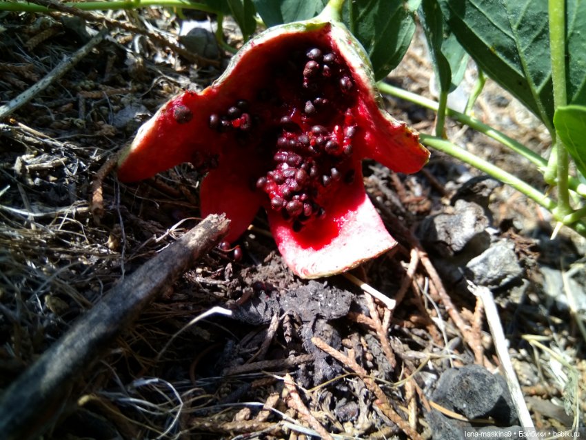 Подарок - кукла от любимого мужа