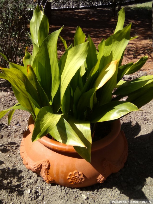 Подарок - кукла от любимого мужа