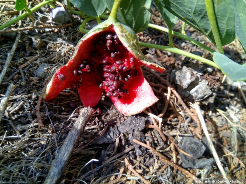 Подарок - кукла от любимого мужа