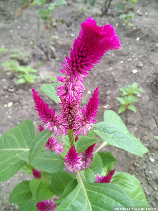 Подарок - кукла от любимого мужа