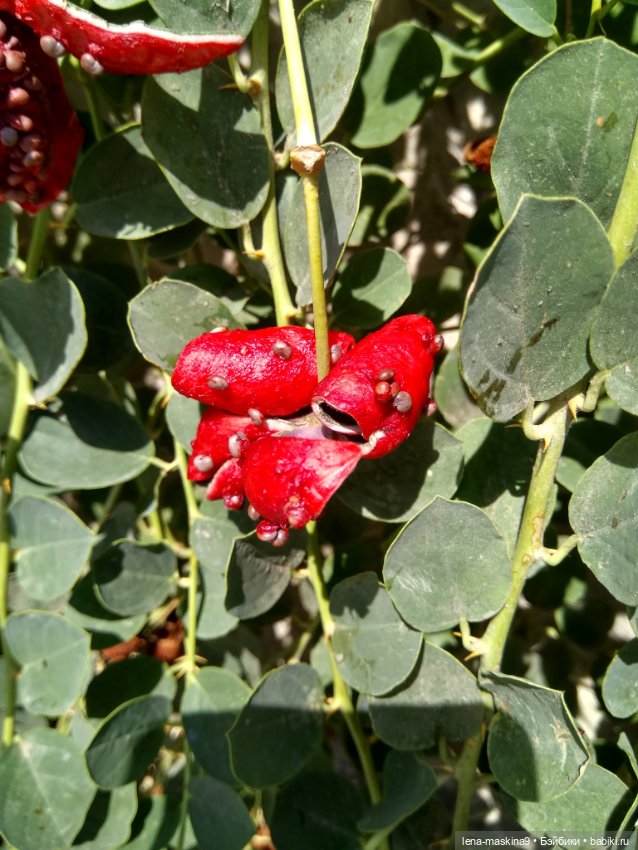 Подарок - кукла от любимого мужа