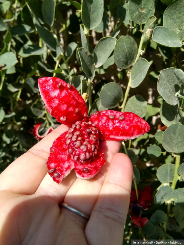 Подарок - кукла от любимого мужа