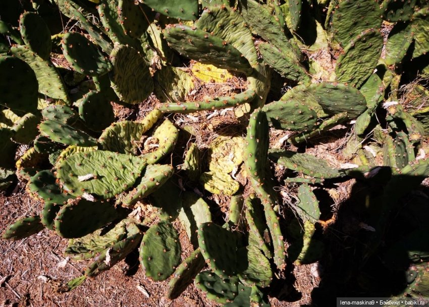 Самолёт, небо, Судак, малышки Келли