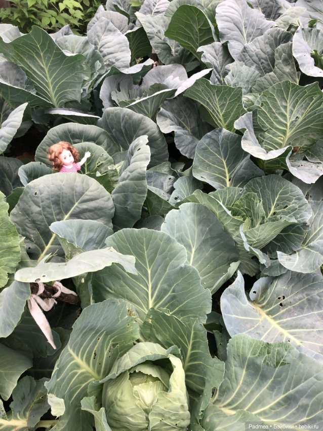 Знатная капустка — Авторские куклы BJD (БЖД) у нас дома: фото