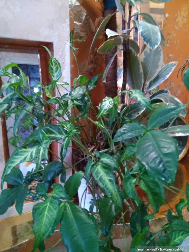 Ёжики, отдых в Судаке и прочее