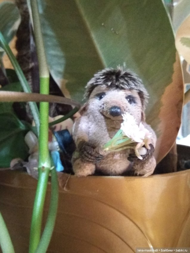 Ёжики, отдых в Судаке и прочее