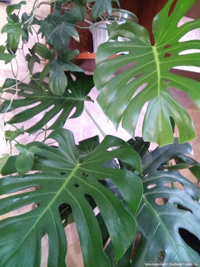 Ёжики, отдых в Судаке и прочее