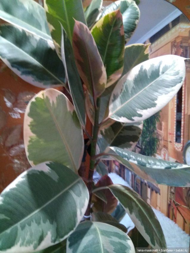 Ёжики, отдых в Судаке и прочее