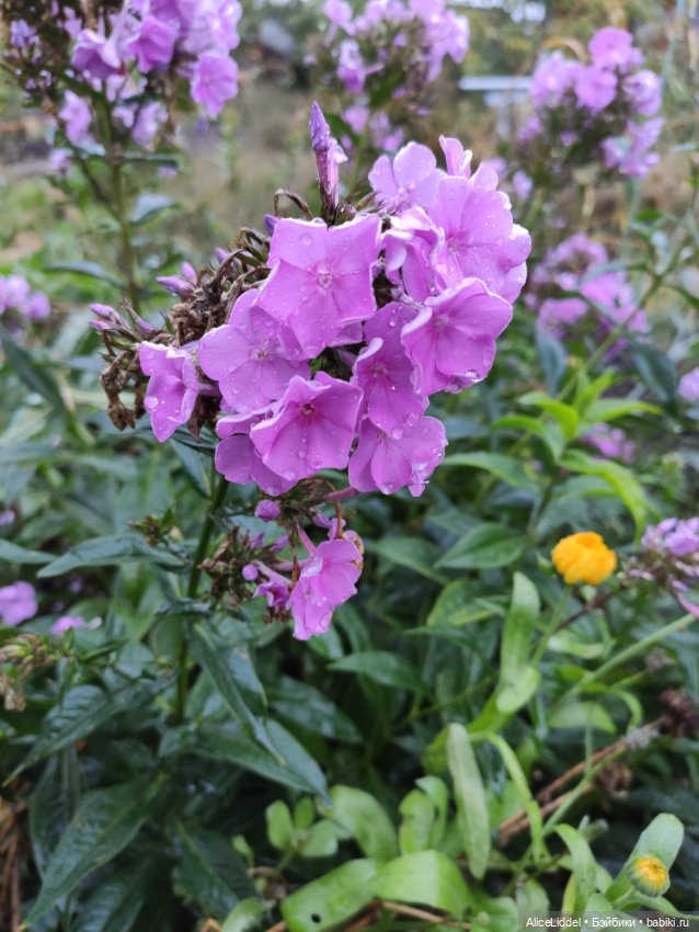 Лиэнн на прогулке, часть l и ll