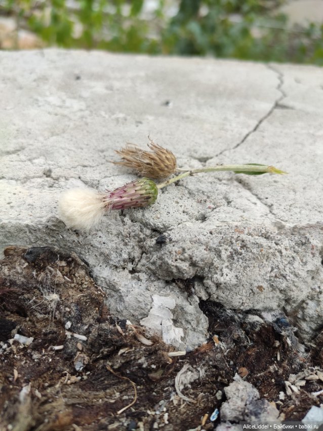 Лиэнн на прогулке, часть l и ll (фото 9)