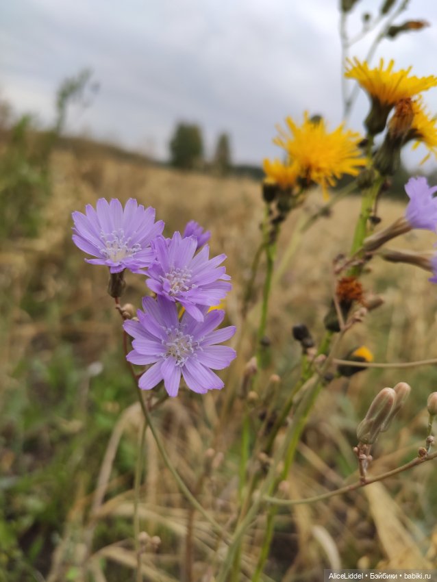 Лиэнн на прогулке, часть l и ll
