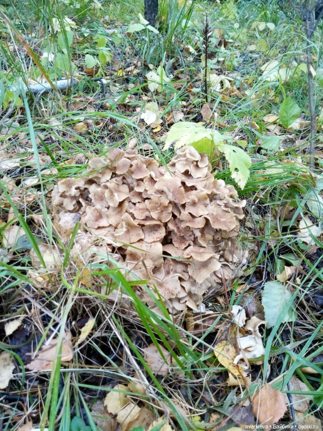 Приятное с полезным — Винтажные куклы ГДР (Немки): Бигги (фото 8)