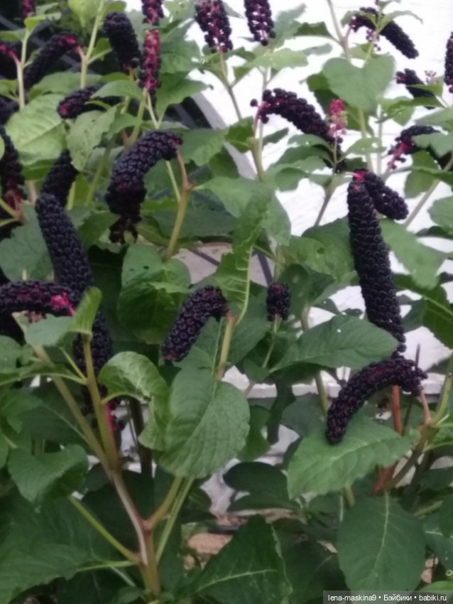 Пупсята, осень и цветочки (фото 9)