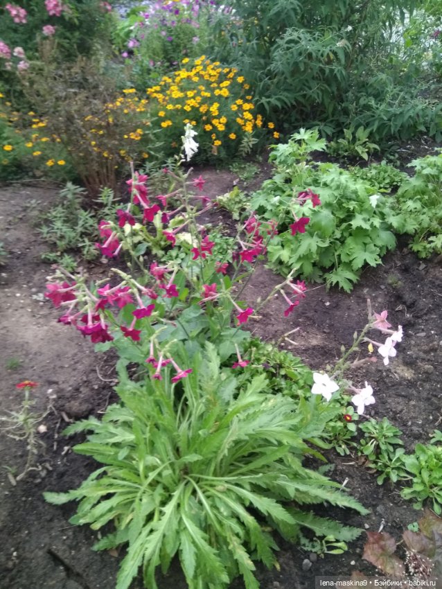 Пупсята, осень и цветочки