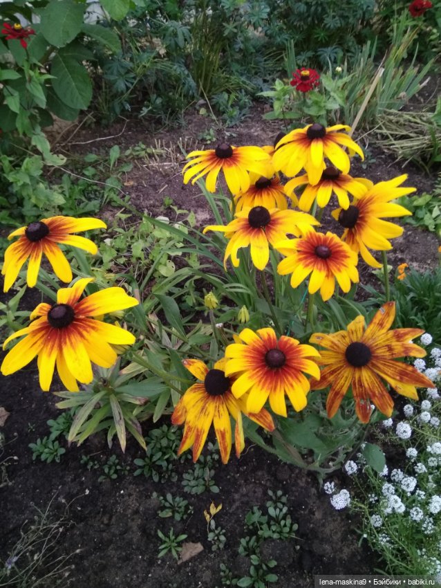 Пупсята, осень и цветочки (фото 10)