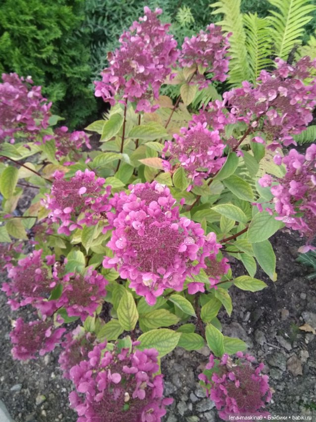 Пупсята, осень и цветочки (фото 5)