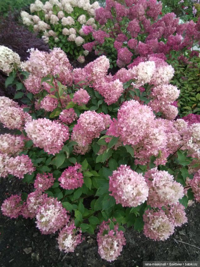 Пупсята, осень и цветочки (фото 4)