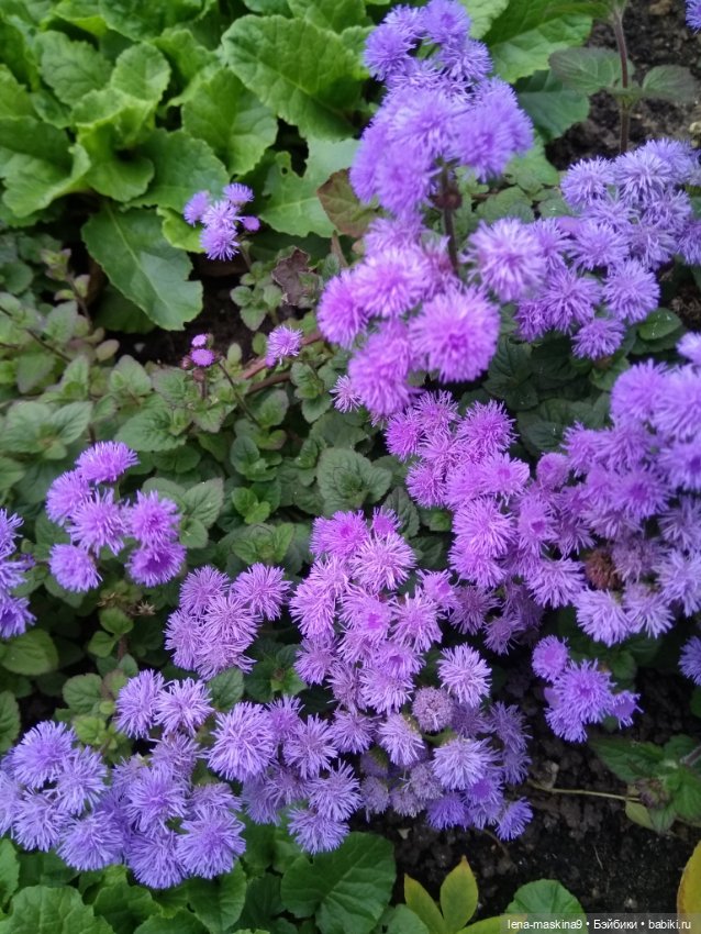 Пупсята, осень и цветочки (фото 2)